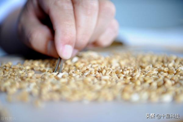 小麥品種:只吹噓高產,卻不說施肥量,都是騙子“耍流氓” 小麥品種:只吹噓高產,卻不說施肥量,都是騙子“耍流氓”