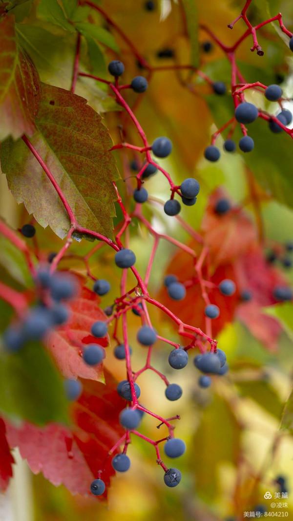 平朔公園的爬山虎