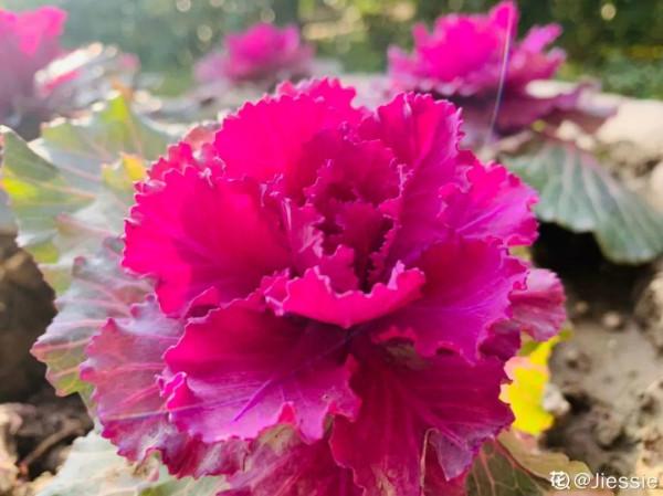 適合秋天養的12種花,耐陰又耐寒,秋冬長得更精神 適合秋天養的12種花,耐陰又耐寒,秋冬長得更精神