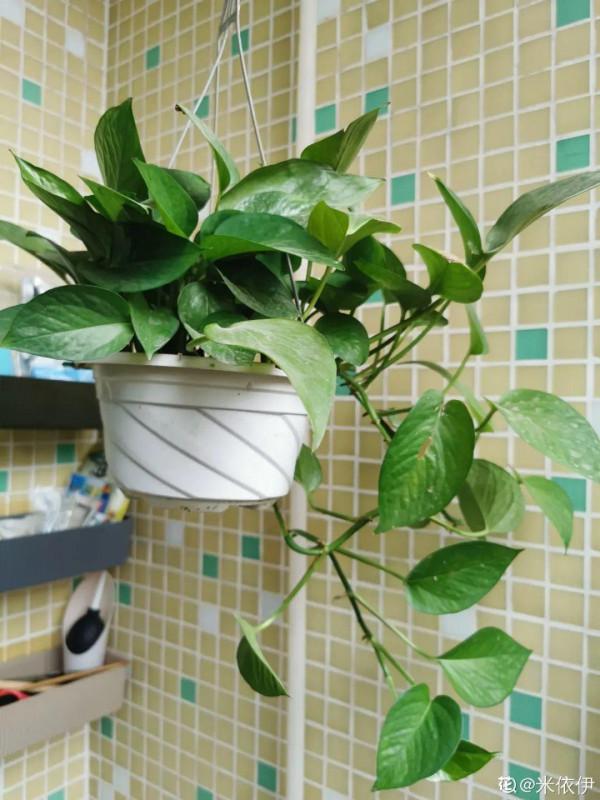 新房裝修完,養盆“天然淨化器”,淨化空氣身體棒 新房裝修完,養盆“天然淨化器”,淨化空氣身體棒