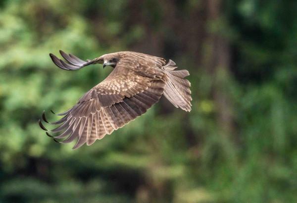 隼與大白鷺的故事