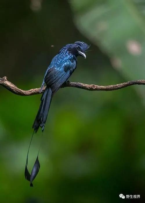 國家二級保護動物——大盤尾