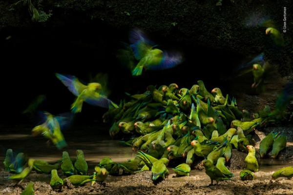 2018年度最佳野生動物攝影作品圖集