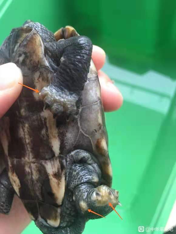 寵物龜腐皮怎麼治,嚴重危害龜的健康(3) 寵物龜腐皮怎麼治,嚴重危害龜的健康(3)