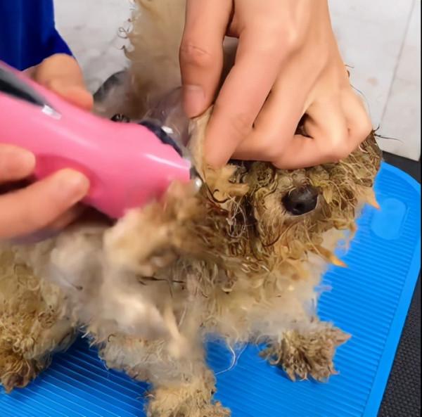 一隻流浪狗被領養了，新造型新生活，望它開心