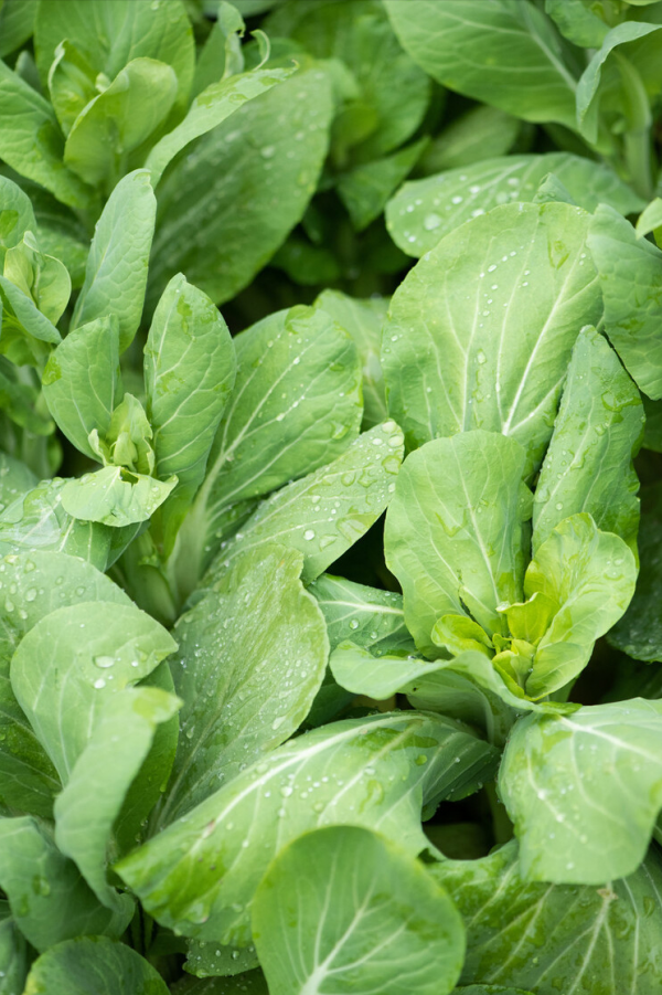 種青菜啦,種一盆吃不光,盆栽青菜高產種植方法 種青菜啦,種一盆吃不光,盆栽青菜高產種植方法