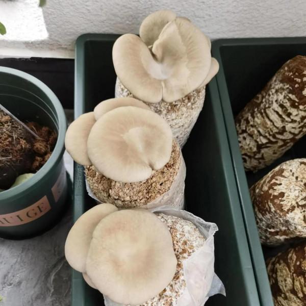 陽臺植物生長日記_第6天