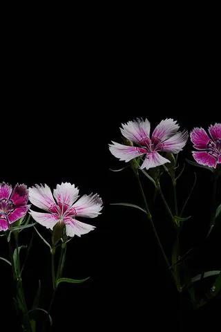 分享圖片&mdash;&mdash;漂亮的石竹花開
