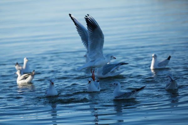 毫無懸念!今年最美的國內秋天,果然還是額濟納 毫無懸念!今年最美的國內秋天,果然還是額濟納