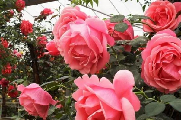 月季為何月月開花月月紅?——且聽我娓娓道來 月季為何月月開花月月紅?——且聽我娓娓道來