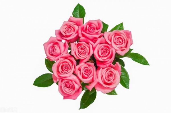 十二月花神 十二月花神