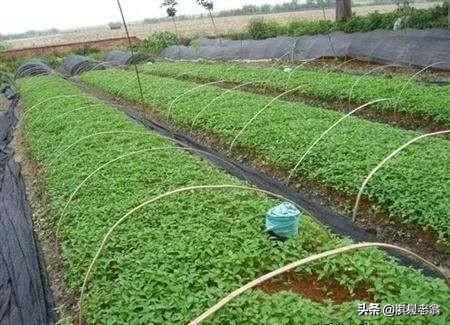 露地春種辣椒育苗時間及應採取措施