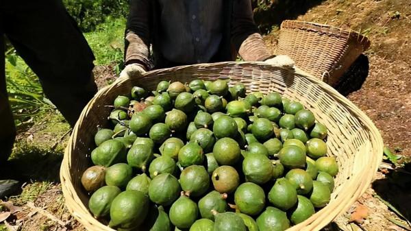 鮮果6元/斤,炒熟能賣近50,國內缺口大,果農很少種植,咋回事? 鮮果6元/斤,炒熟能賣近50,國內缺口大,果農很少種植,咋回事?