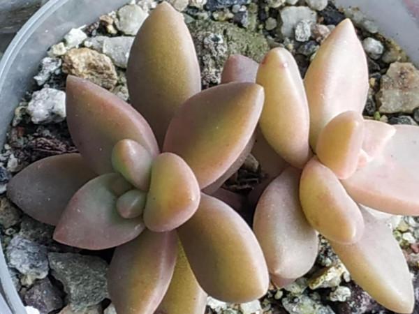 在家看手機,再看看多肉緩解一下視覺疲勞 在家看手機,再看看多肉緩解一下視覺疲勞