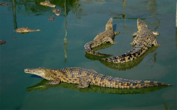 大白鯊能長到2000多公斤,超過最大咸水鱷,它們相遇結果會怎樣? 大白鯊能長到2000多公斤,超過最大咸水鱷,它們相遇結果會怎樣?