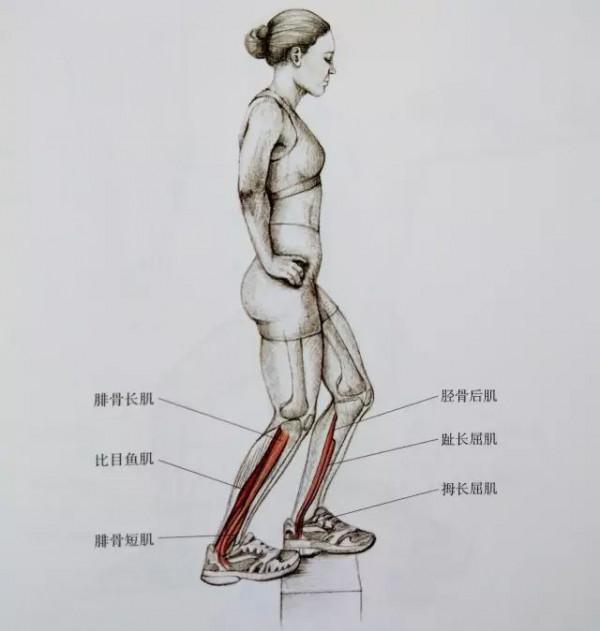 【全民健身】小腿又粗又硬？這套小腿拉伸法請收好！