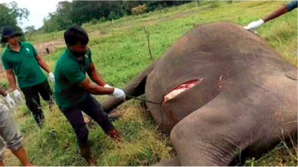在沙漠中遇到死去的駱駝，為什麼不能碰？碰了後果有多嚴重？