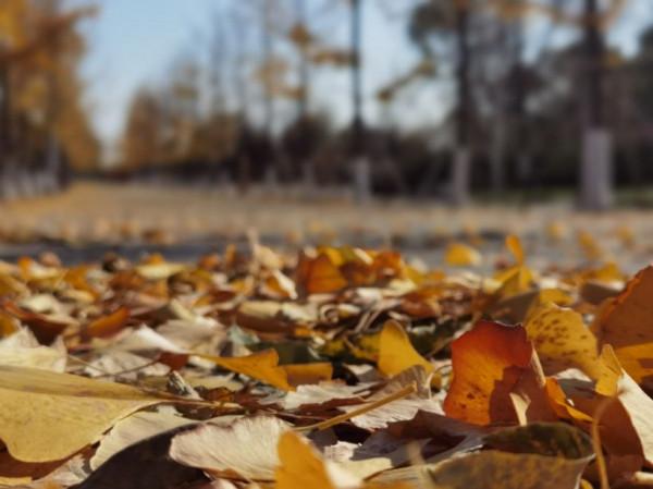 秋日不可辜負,北京園博園的碧雲天黃葉地 秋日不可辜負,北京園博園的碧雲天黃葉地
