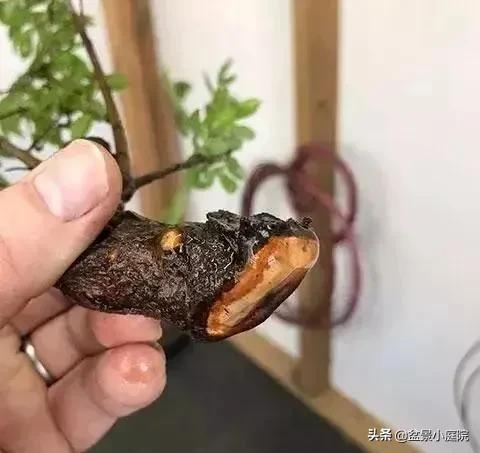 老枝扦插迅速獲取成品盆景的秘密
