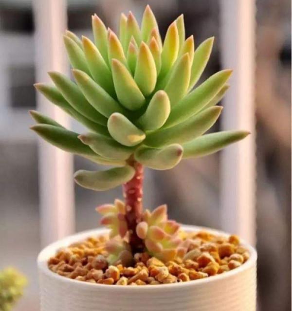 100種常見多肉圖鑑，比花還美，你認識幾種？