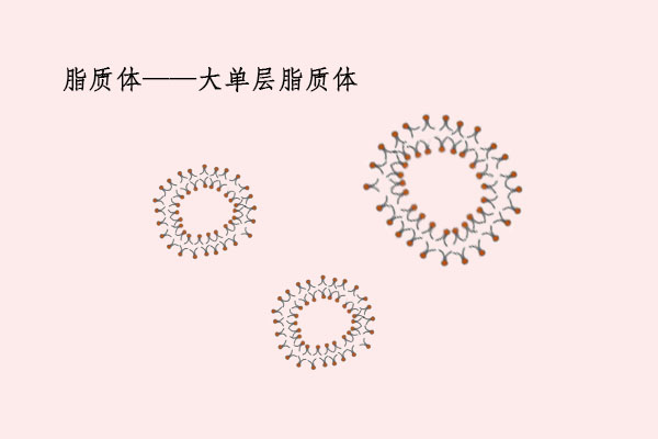 你知道脂質體嗎? 你知道脂質體嗎?