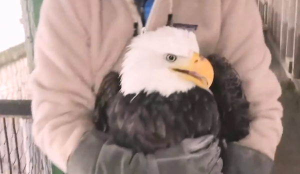 老鷹凍在湖面無法動彈,過路大叔趕緊幫忙,還有小貓咪也需要幫助 老鷹凍在湖面無法動彈,過路大叔趕緊幫忙,還有小貓咪也需要幫助