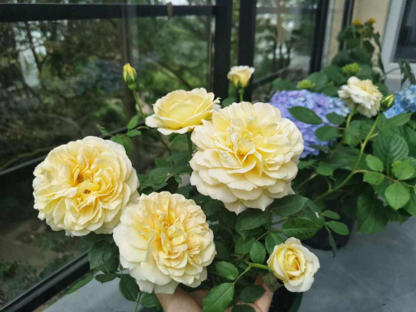 愛養花的男人才不“娘”，實則溫柔又細心，遇到了可別錯過