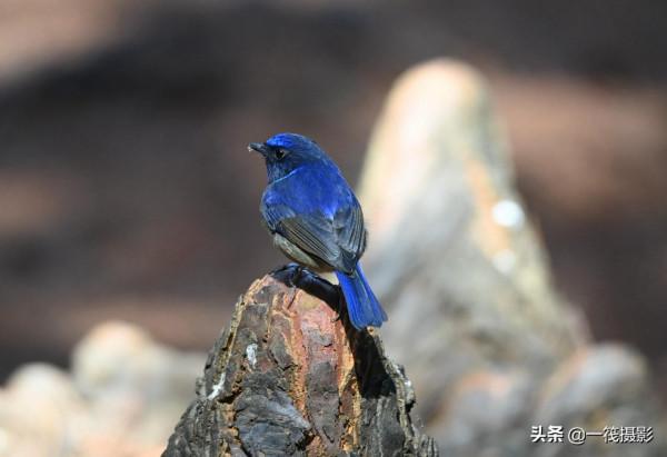 如果每天都有面包蟲侍候，它們會否停下遷徙的腳步