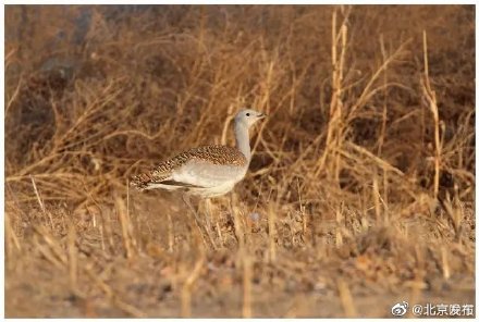 大鴇連續六年到北京通州過冬 大鴇連續六年到北京通州過冬