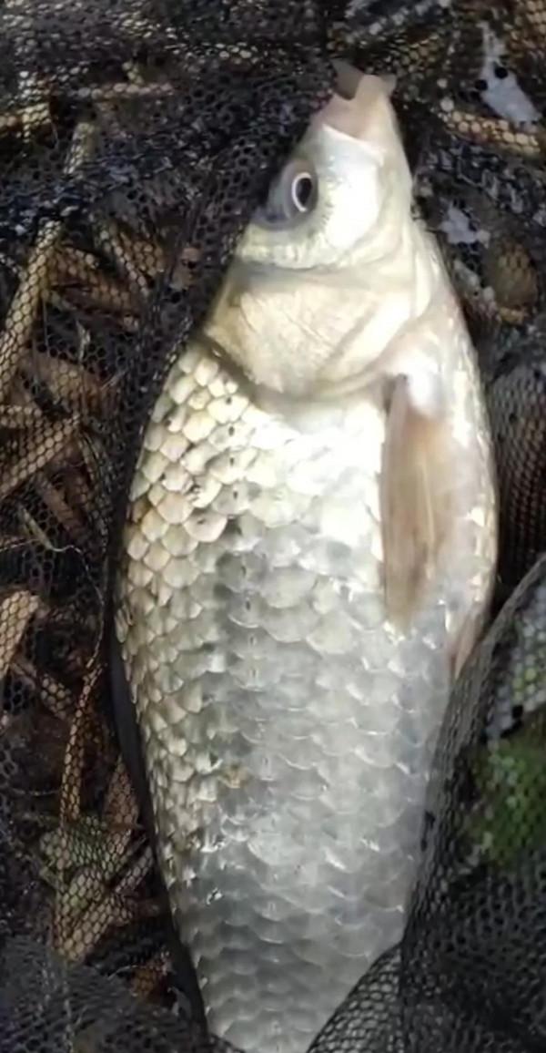 天冷了,老釣魚人用中草藥泡釣魚餌料,公佈配方指南 天冷了,老釣魚人用中草藥泡釣魚餌料,公佈配方指南