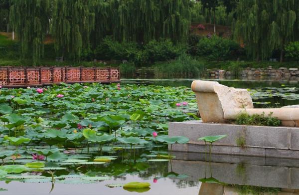 專家帶您逛圓明——張志翔老師帶您認識生態系統和圓明園植物 專家帶您逛圓明——張志翔老師帶您認識生態系統和圓明園植物