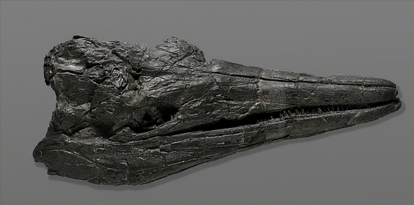 陸地上有恐龍，海里的恐龍叫什麼？最古老的巨型海恐龍被發現