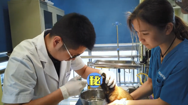 小狗喉嚨裡卡了一個異物，醫生取出來後直言：家長們要上點心啊