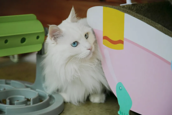 逗貓棒?都快把貓玩成花啦 逗貓棒?都快把貓玩成花啦