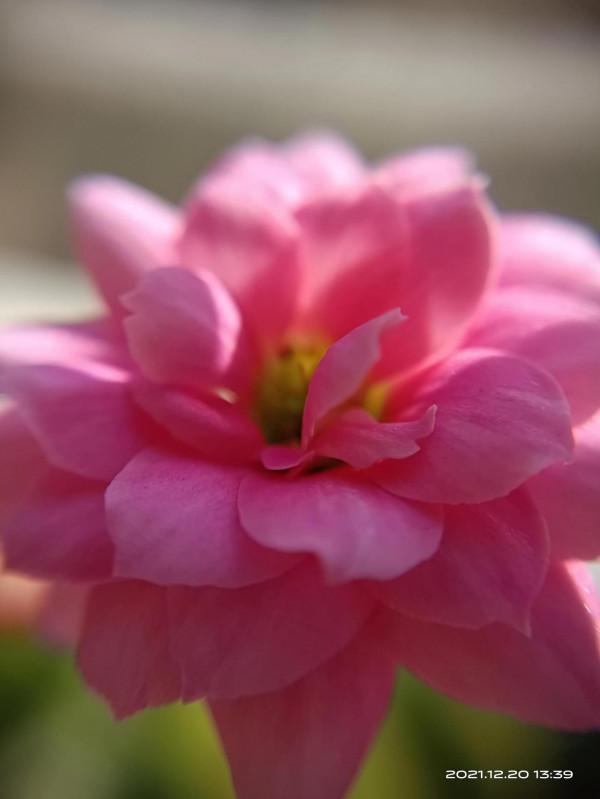 冬天才是賞花天啊