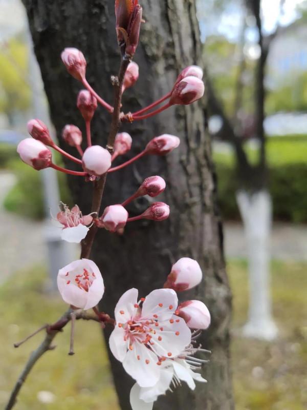 風和日麗，花花世界最是動人（原創）