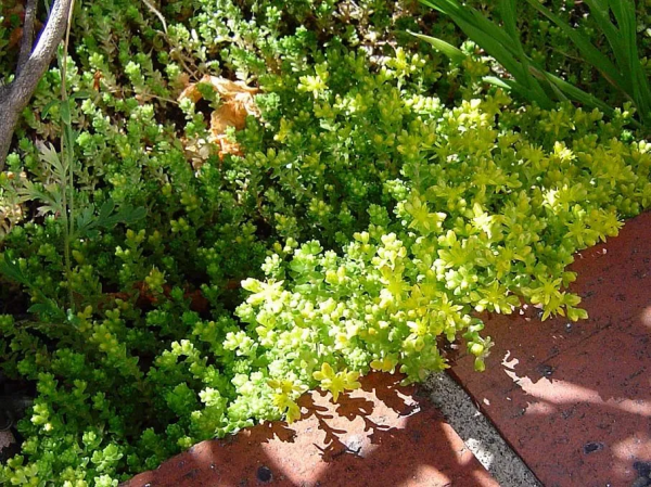 7種最好用的地被植物：豐富花境花園色彩，控制雜草