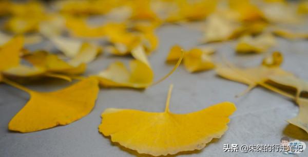 打卡成都幾處公園 有的是四川最早開辦的 有的是當地唯一五星級公園