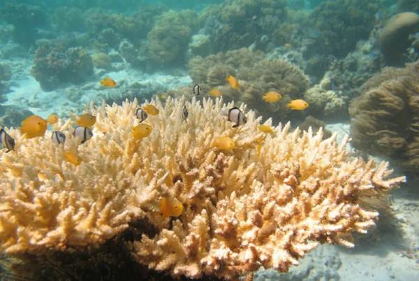 度假觀光特輯|仙本那:潛水迷的天堂,海底世界美到爆 度假觀光特輯|仙本那:潛水迷的天堂,海底世界美到爆