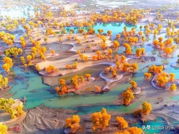 國內這6個地方的胡楊林，美得無法無天！此生一定要去看一次