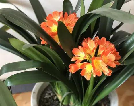 君子蘭爛根，剪一下，泡一下，1個月後，根系數量翻2倍