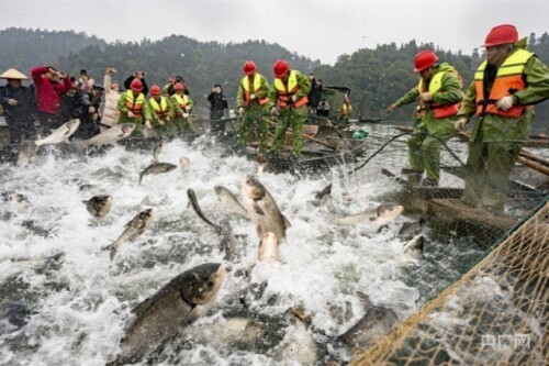 鏡見新餘：新年巨網首捕 起魚超10萬斤