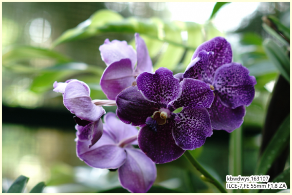 生活雜記:坡島散記08——流連忘返植物園 生活雜記:坡島散記08——流連忘返植物園