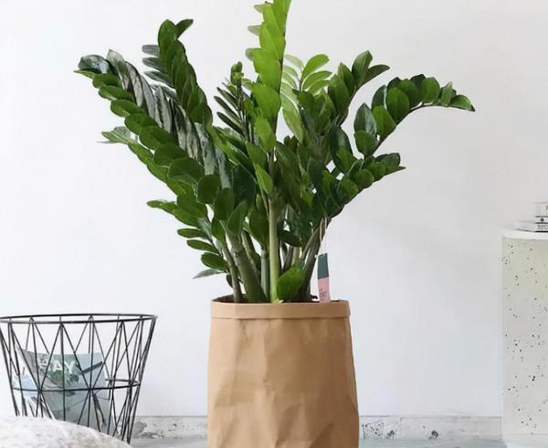 5種耐旱花，最怕亂澆水，千萬要管住手