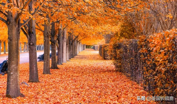 你還記得深秋英國的樣子嗎?若你還在,與你共享 你還記得深秋英國的樣子嗎?若你還在,與你共享