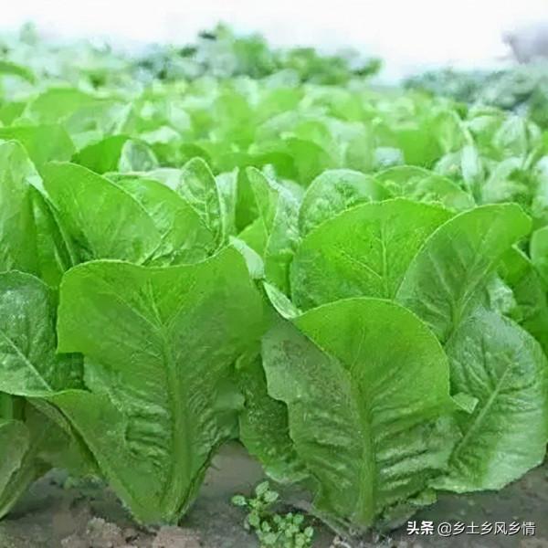 孔雀菜種植方法和季節，好吃好看又好種，一年可種兩季