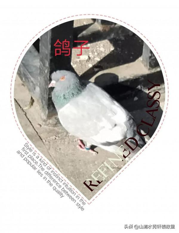 鴿子——和平的象徵