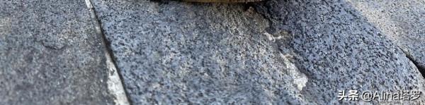 Alina塔羅——我擁有怎樣的動物祝福? Alina塔羅——我擁有怎樣的動物祝福?