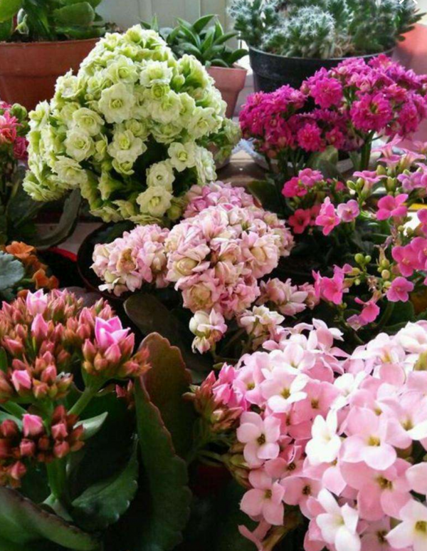 5種“漂亮花”，冬天價值大，趕快帶回家，花枝招展“好兆頭”