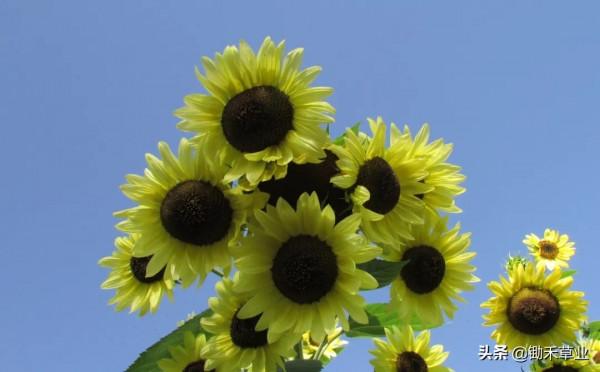 向陽而生-觀賞向日葵